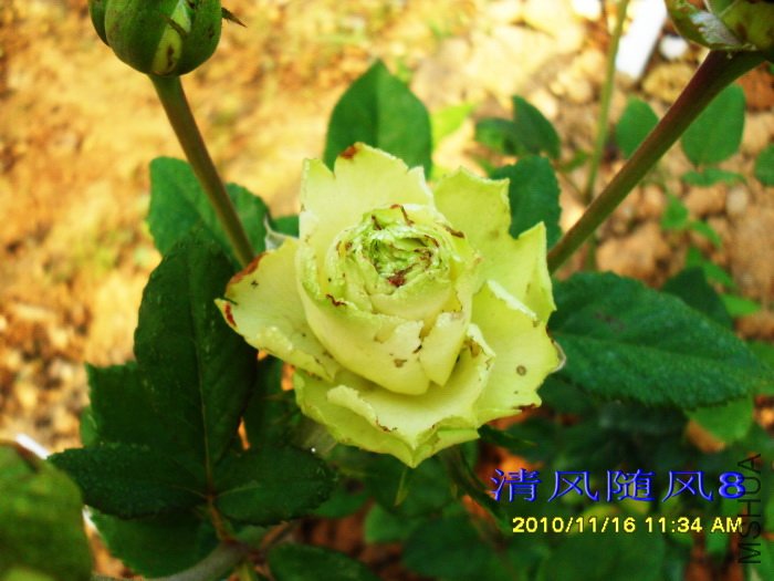 ��ɫ���� (1).jpg