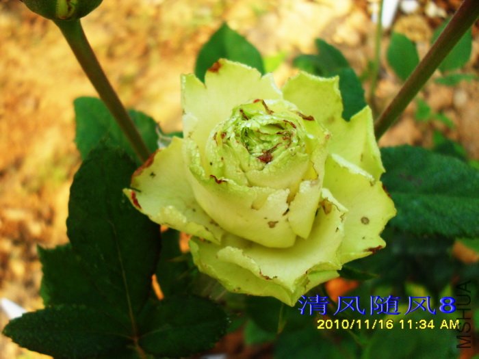 ��ɫ���� (2).jpg