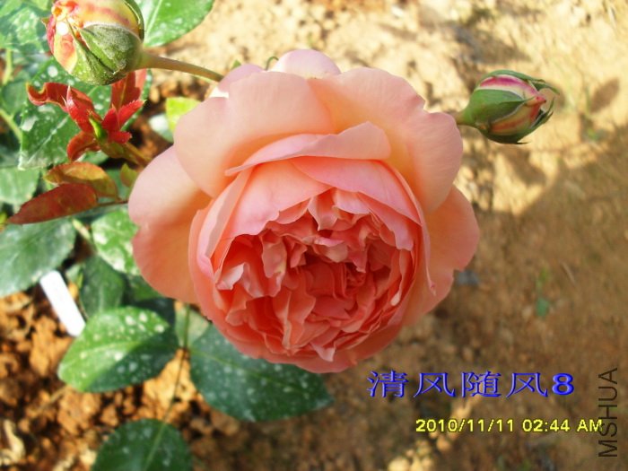 �˼����á�(Heaven on earth) (1).jpg