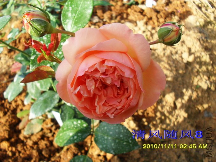 �˼����á�(Heaven on earth) (2).jpg