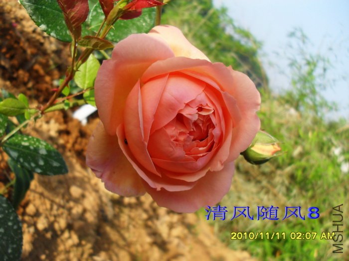 �˼����á�(Heaven on earth) (4).jpg