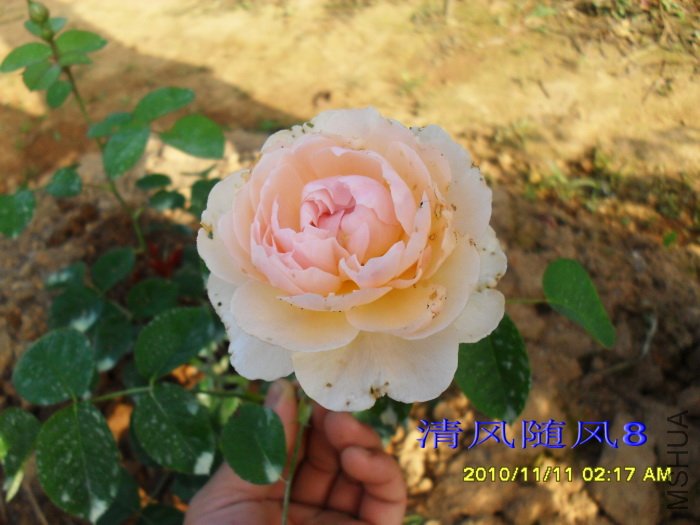 �ºͺ��� (Gentle Hermione) (2).jpg