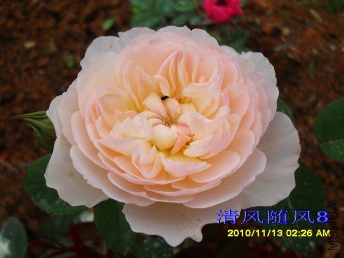 �ºͺ��� (Gentle Hermione) (4).jpg