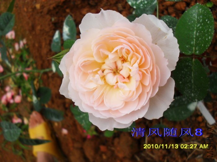 �ºͺ��� (Gentle Hermione) (5).jpg