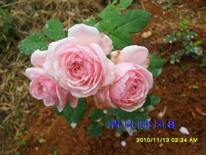 ��������(��������Cinderella rose)(�׵عϹ�Lady GaGa) (1).jpg