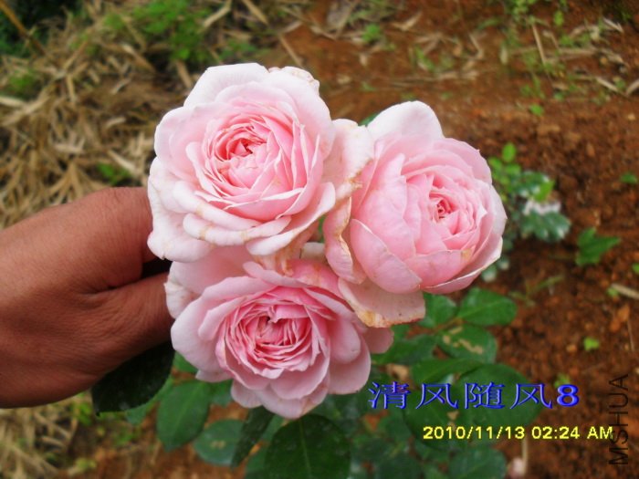 ��������(��������Cinderella rose)(�׵عϹ�Lady GaGa) (2).jpg