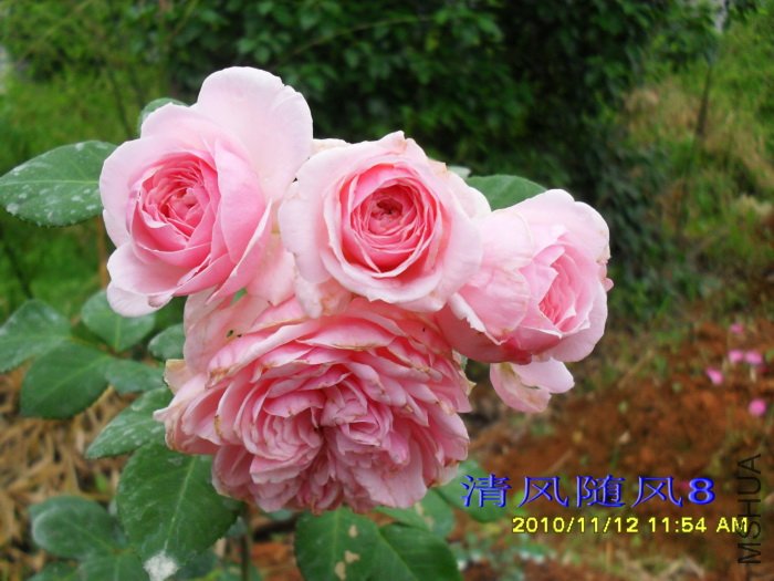 ��������(��������Cinderella rose)(�׵عϹ�Lady GaGa) (3).jpg