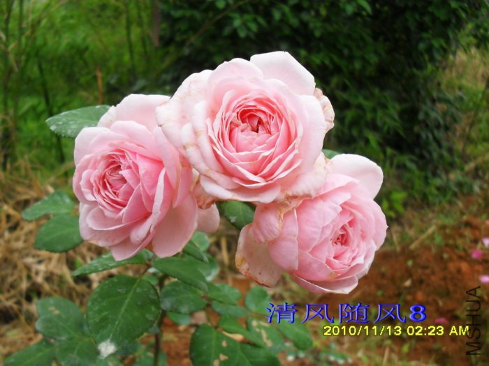 ��������(��������Cinderella rose)(�׵عϹ�Lady GaGa) (5).jpg