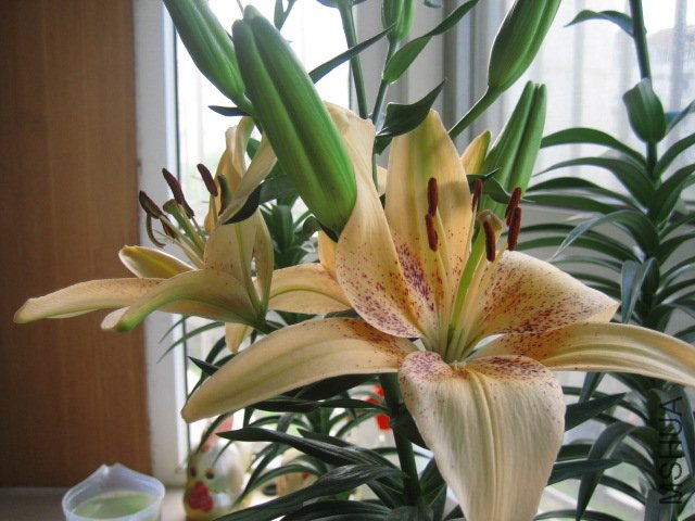 IMG_0417.JPG
