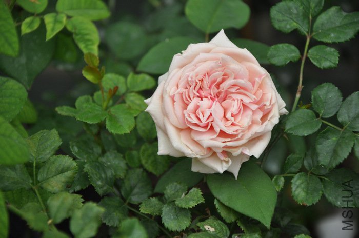 2011.7.13 043����.jpg