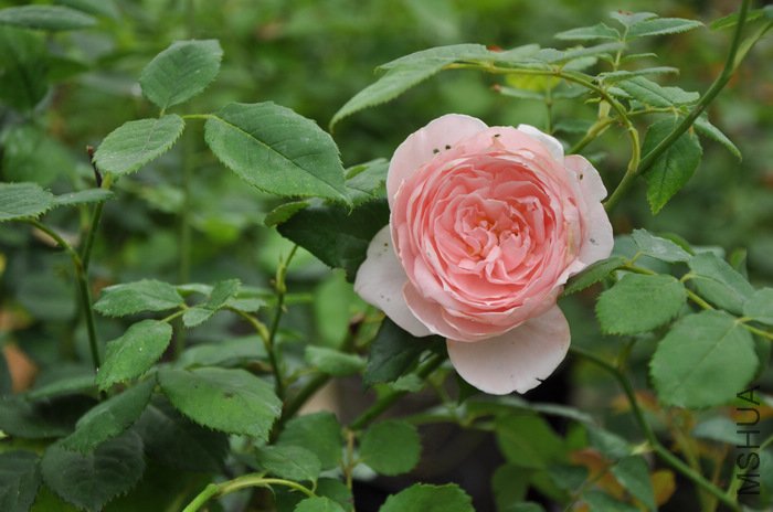 2011.7.13 042�Ⱥ���.jpg