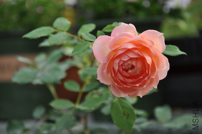 2011.7.16 003����.jpg