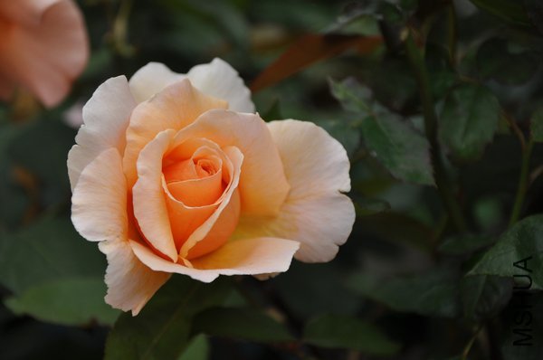 2011[1].5.26 040.jpg