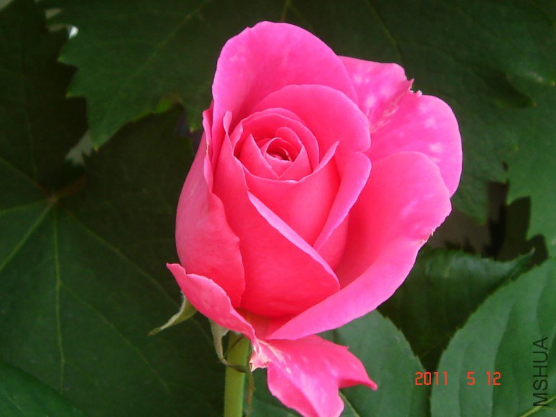 DSC01536_800x600.JPG