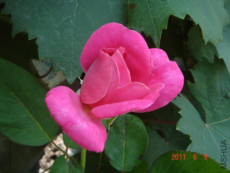 DSC03415_800x600.JPG