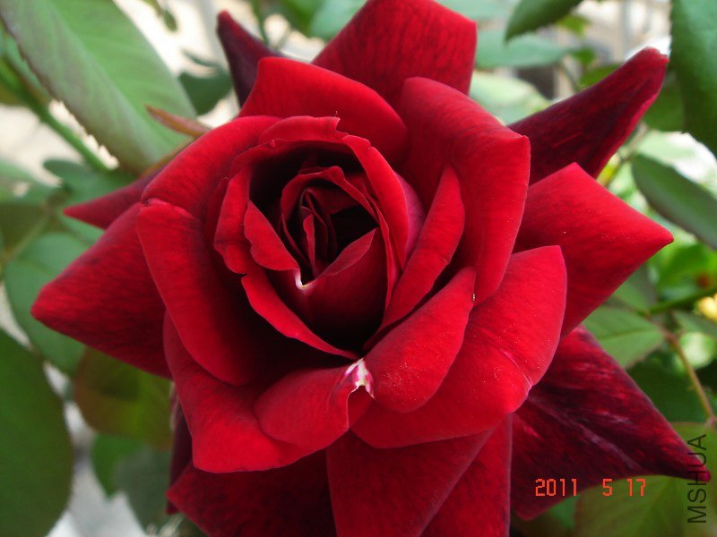 DSC01818_800x600.JPG