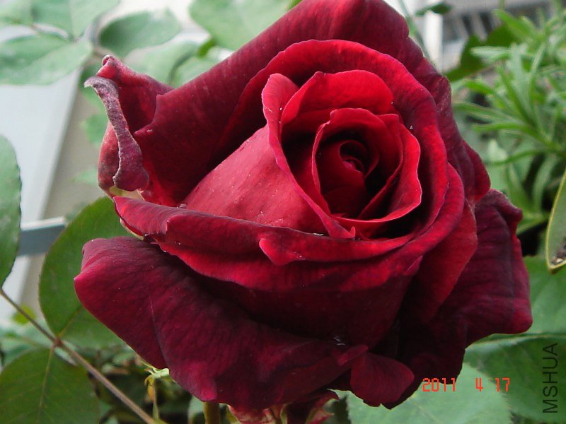 DSC09959_800x600.JPG