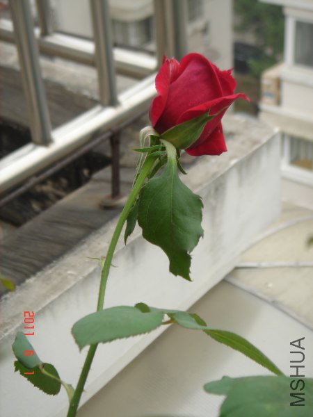 DSC02923_450x600.JPG