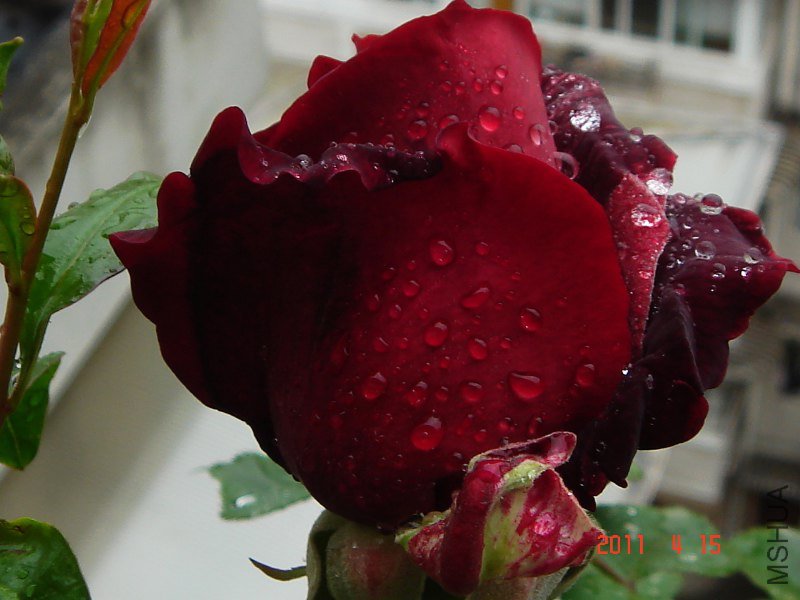 DSC09662_800x600.JPG