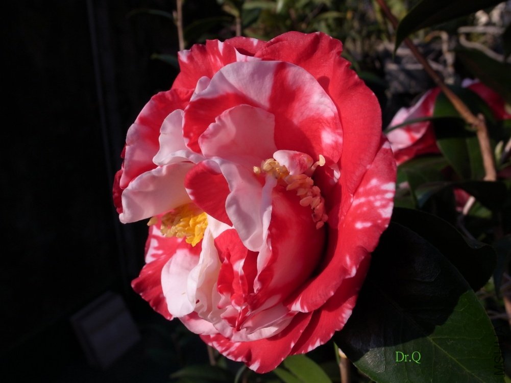 0719-4.JPG