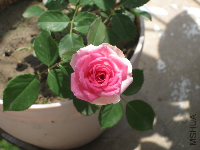IMG_0004.JPG