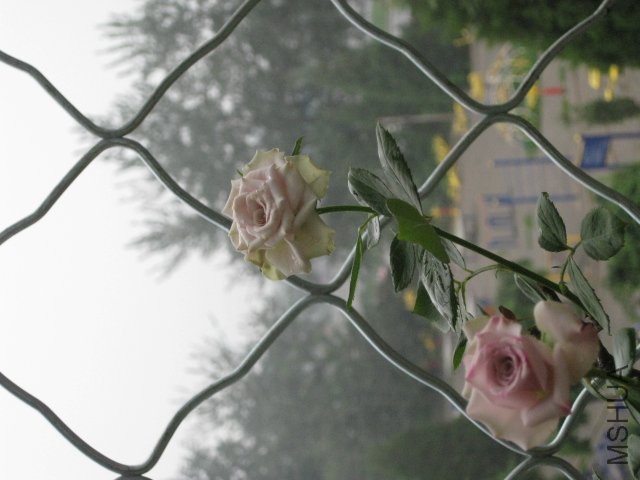IMG_0002.JPG