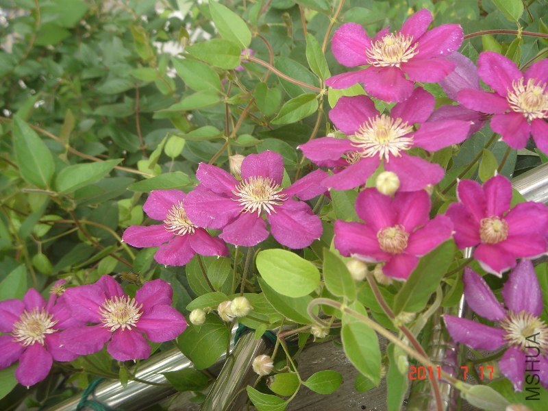 DSC05627_800x600.JPG