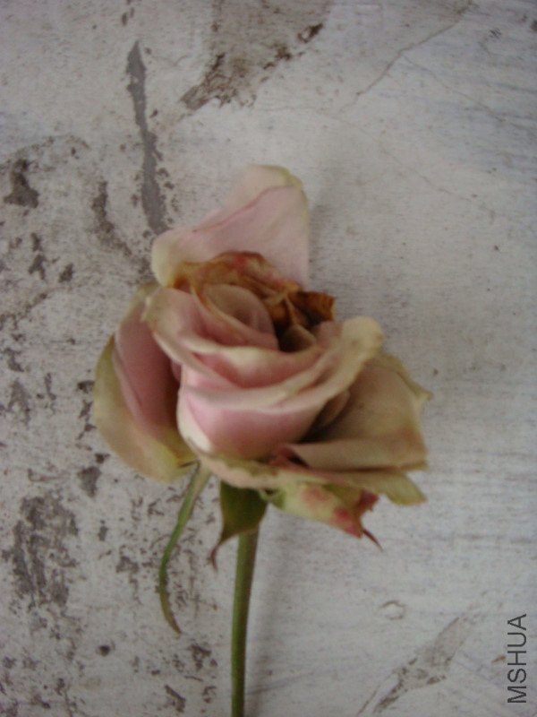 p_large_m7cm_5d11000787235c44.jpg