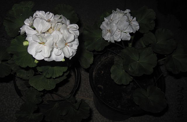 IMG_3220.JPG