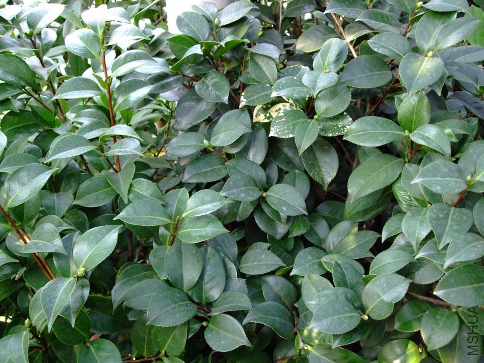 ��Ƭ11-7-20fa 00411.jpg