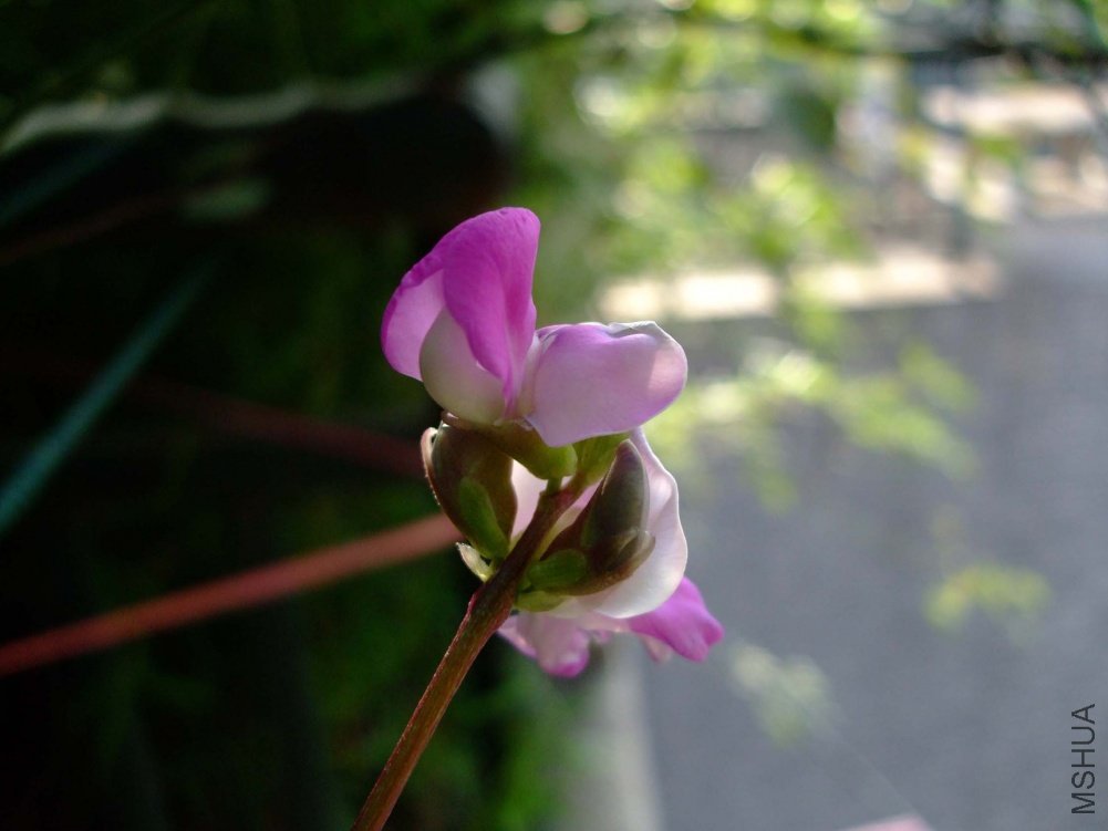 ��Ƭ11-7-20f 029111.jpg