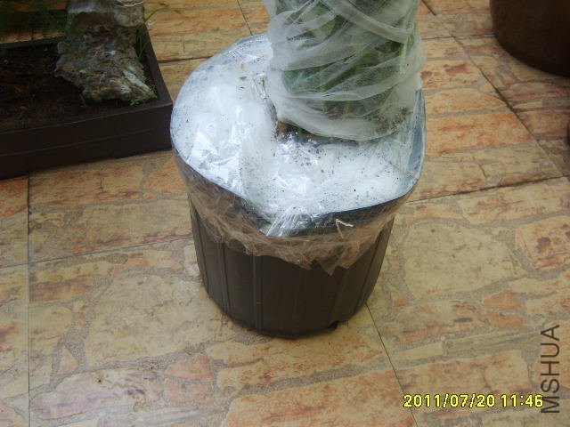 S6000233.JPG