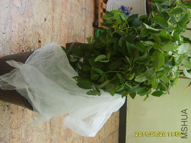 S6000234.JPG
