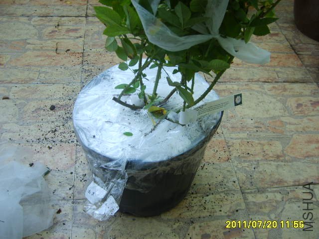 S6000235.JPG
