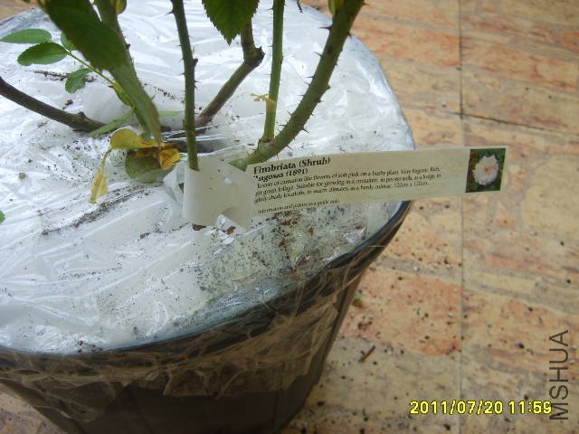 S6000238.JPG