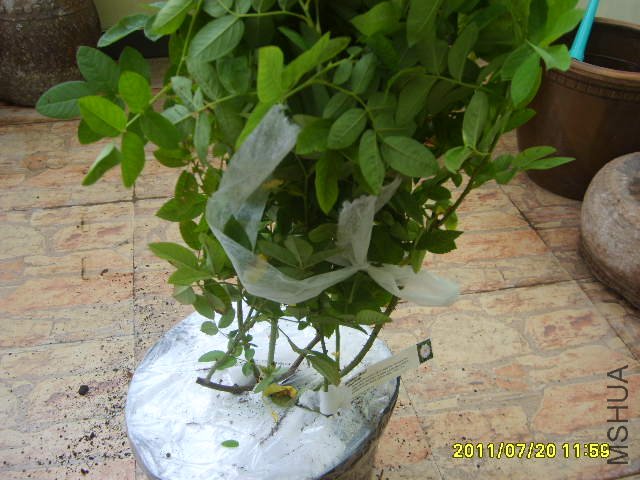 S6000239.JPG