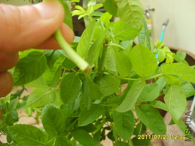 S6000243.JPG
