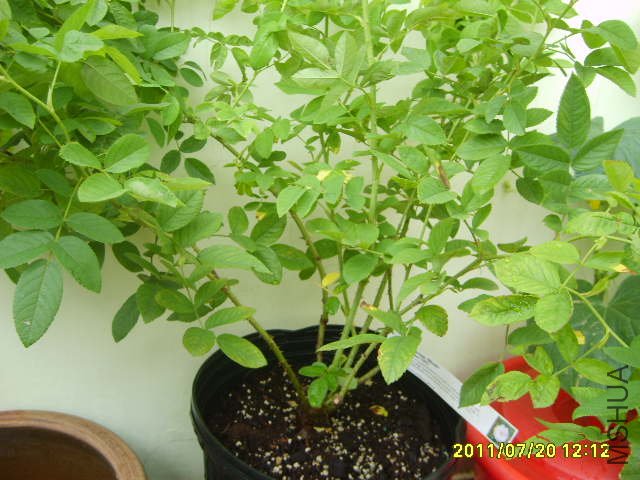 S6000250.JPG