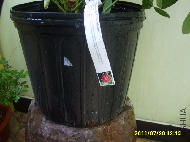 S6000258.JPG