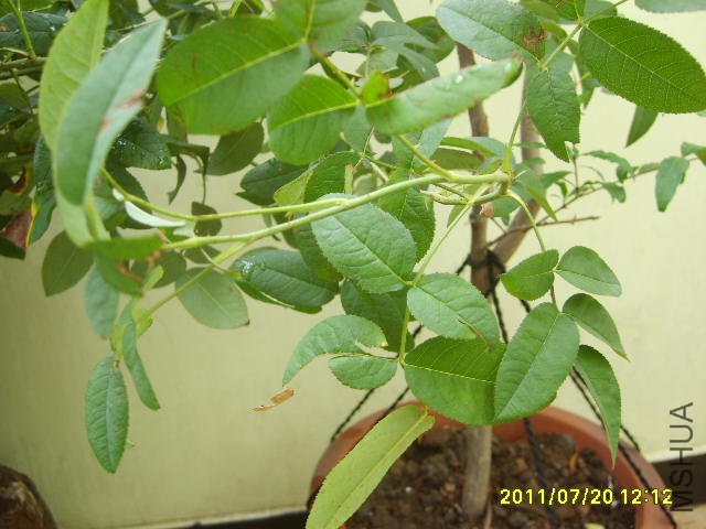 S6000262.JPG