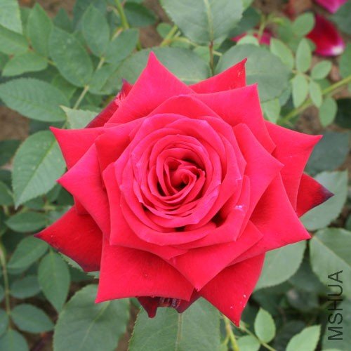 ruby-wedding3.jpg