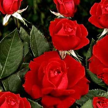 ruby-wedding_-pot-size-3l-ruwe-ws-16195-p.jpg