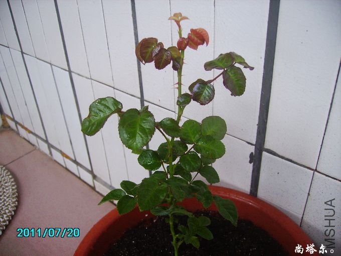 PICT0087.JPG
