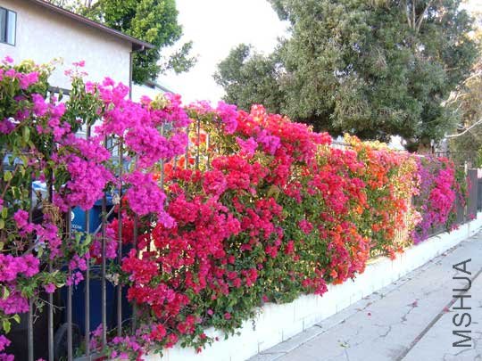 041708_bougainvillea.jpg