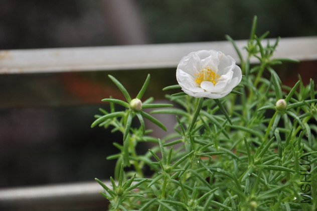 ����̫����