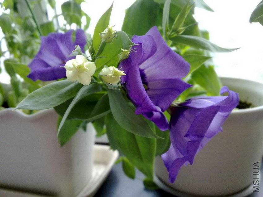 20110629483.jpg