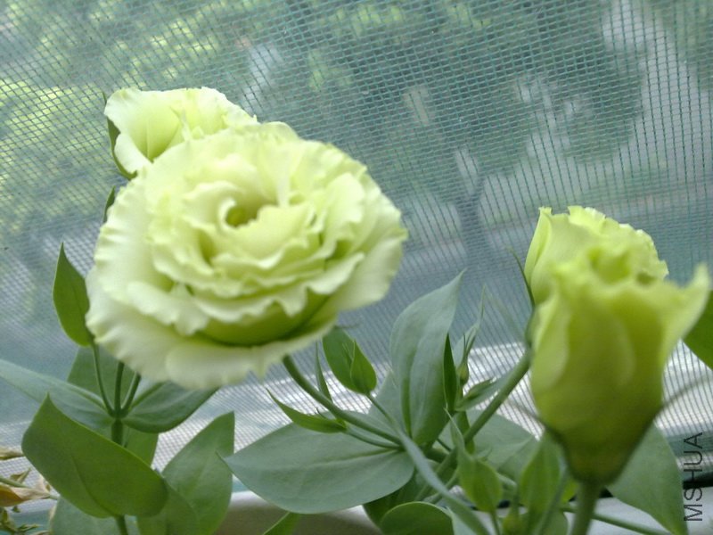 20110708493.jpg