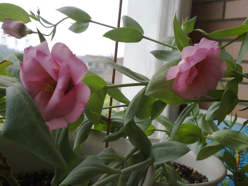 20110712498.jpg