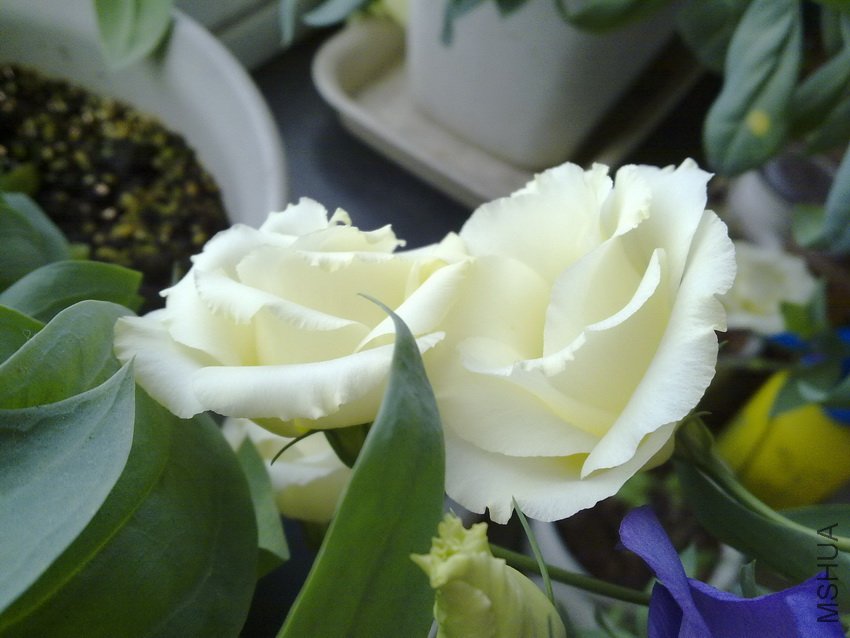 20110716500.jpg
