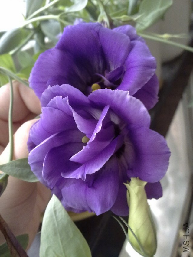 20110720502.jpg